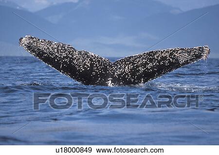 Stock Photo - Humpback Whale (Megaptera novaeangliae) fluke-up dive (note the Orca tooth rake marks on the right side of the tail) Icy Strait, Southeast Alaska, USA.. Fotosearch