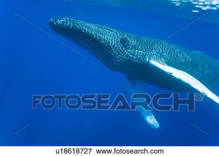 Stock Photo - Humpback whale (Megaptera novaeangliae) underwater in the AuAu Channel between the islands of Maui and Lanai, Hawaii, USA. Each year humpback whales return to these waters in the winter and spring to mate and give birth to their calves. In the summer and . Fotosearch