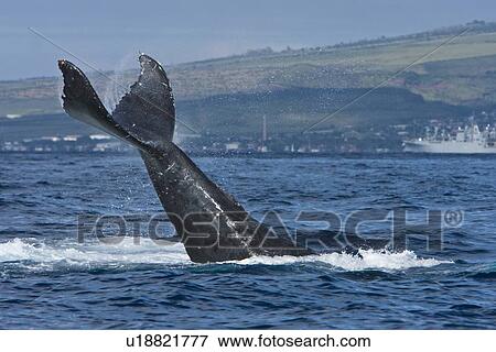 Humpback whale (Megaptera novaeangliae) in the AuAu Channel between the islands of Maui and Lanai, Hawaii, USA. Each year humpback whales return to these waters in the winter and spring to mate and give birth to their calves. In the summer and fall they s View Large Photo Image Stock Photo - Humpback whale (Megaptera novaeangliae) in the AuAu Channel between the islands of Maui and Lanai, Hawaii, USA. Each year humpback whales return to these waters in the winter and spring to mate and give birth to their calves. In the summer and fall they s. Fotosearch