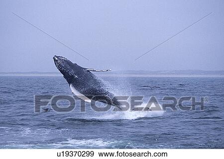 Stock Photo - Humpback whale (Megaptera novaeangliae) breaching, Monterey Bay, California, USA. Fotosearch