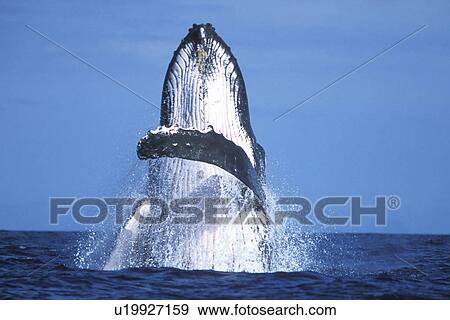 Humpback Whale (Megaptera novaeangliae) Adult breaching. AuAu Channel between Maui and Lanai in Hawaii, USA. Pacific Ocean. View Large Photo Image Stock Photo - Humpback Whale (Megaptera novaeangliae) Adult breaching. AuAu Channel between Maui and Lanai in Hawaii, USA. Pacific Ocean.. Fotosearch