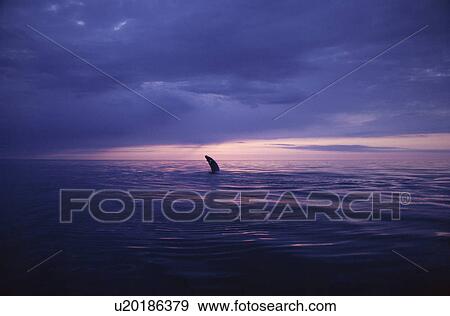 Stock Photo - Humpback whale (Megaptera novaeangliae) breaching in the midnight sun in the fjords in the north of Iceland. Husavik, Iceland . Fotosearch
