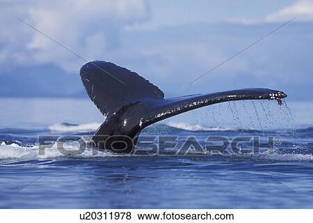 Stock Photo - Humpback Whale (Megaptera novaeangliae) fluke-up dive Chatham Strait, Southeast Alaska, USA. Fotosearch