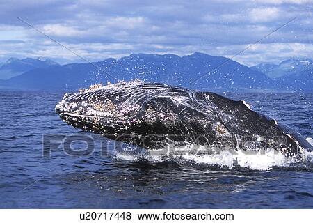 Humpback Whale (Megaptera novaeangliae) calf breaching. Chichagof Island, Chatham Strait, Southeast Alaska, USA. Pacific Ocean. View Large Photo Image Stock Photo - Humpback Whale (Megaptera novaeangliae) calf breaching. Chichagof Island, Chatham Strait, Southeast Alaska, USA. Pacific Ocean.. Fotosearch