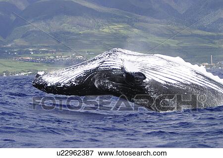 Humpback Whale (Megaptera novaeangliae) Breaching in Auau Channel, Maui, Hawaii, North America View Large Photo Image Stock Photo - Humpback Whale (Megaptera novaeangliae) Breaching in Auau Channel, Maui, Hawaii, North America. Fotosearch