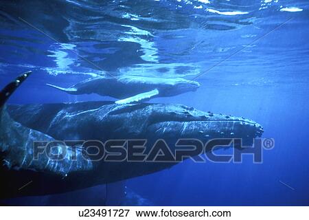 Humpback Whale (Megaptera novaeangliae) Mother and calf underwater in the AuAu Channel off Maui, Hawaii, USA. (rr) View Large Photo Image Stock Photo - Humpback Whale (Megaptera novaeangliae) Mother and calf underwater in the AuAu Channel off Maui, Hawaii, USA. (rr). Fotosearch