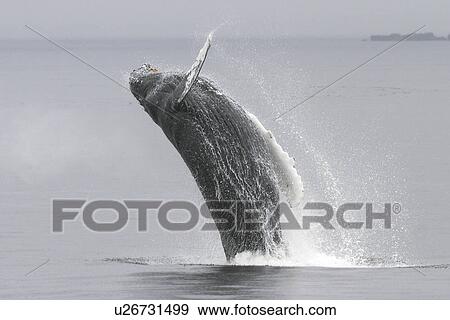 Stock Photo - Humpback Whale (Megaptera novaeangliae) breaching near the Five Fingers Island Group in Southeast Alaska, USA. Pacific Ocean.. Fotosearch