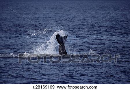 Humpback whale (Megaptera novaeangliae) tail lobbing / tail throw. Hawaii, USA. View Large Photo Image Stock Photo - Humpback whale (Megaptera novaeangliae) tail lobbing / tail throw. Hawaii, USA.. Fotosearch