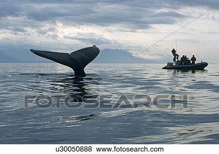 Stock Photo - Humpback Whale (Megaptera novaeangliae) sounding and researchers. Alaska. Fotosearch
