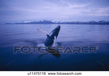 Stock Photograph - Humpback whale (Megaptera novaeangliae) breaching in the night where it is still light fjords near Husavik, on the north coast of Iceland.. Fotosearch