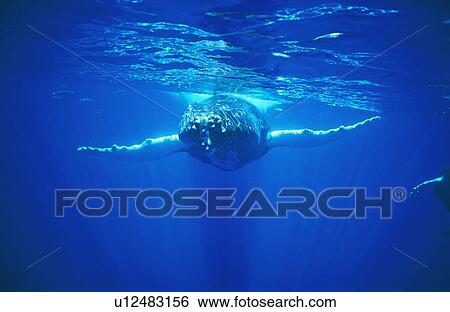 Humpback whale (Megaptera novaeangliae) resting at surface. Hawaii, USA. View Large Photo Image Stock Photograph - Humpback whale (Megaptera novaeangliae) resting at surface. Hawaii, USA.. Fotosearch