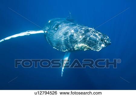 Stock Photograph - Humpback whale (Megaptera novaeangliae) underwater in the AuAu Channel between the islands of Maui and Lanai, Hawaii, USA. Each year humpback whales return to these waters in the winter and spring to mate and give birth to their calves. In the summer and . Fotosearch