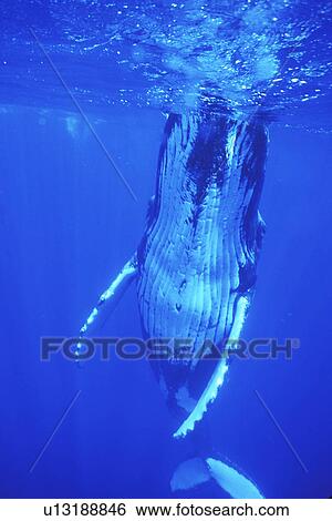 Humpback Whale (Megaptera novaeangliae) Adult underwater AuAu Channel off Maui, Hawaii, USA. Pacific Ocean. View Large Photo Image Stock Photograph - Humpback Whale (Megaptera novaeangliae) Adult underwater AuAu Channel off Maui, Hawaii, USA. Pacific Ocean.. Fotosearch