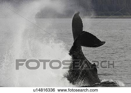 Humpback Whale (Megaptera novaeangliae) tail-throw in Southeast Alaska, USA. T View Large Photo Image Stock Photograph - Humpback Whale (Megaptera novaeangliae) tail-throw in Southeast Alaska, USA. T. Fotosearch