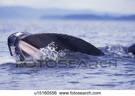 Humpback Whale (Megaptera novaeangliae) Adult surface lunge-feeding in Frederick Sound, Southeast Alaska, USA. Pacific Ocean. View Large Photo Image Stock Photograph - Humpback Whale (Megaptera novaeangliae) Adult surface lunge-feeding in Frederick Sound, Southeast Alaska, USA. Pacific Ocean.. Fotosearch