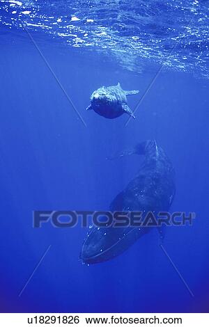 Stock Photograph - Humpback Whale (Megaptera novaeangliae) underwater AuAu Channel, Maui, Hawaii, USA.. Fotosearch