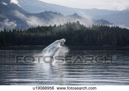 Humpback Whale (Megaptera novaeangliae) calf breaching in Hobart Bay, Southeast Alaska, USA. Pacific Ocean. View Large Photo Image Stock Photograph - Humpback Whale (Megaptera novaeangliae) calf breaching in Hobart Bay, Southeast Alaska, USA. Pacific Ocean.. Fotosearch
