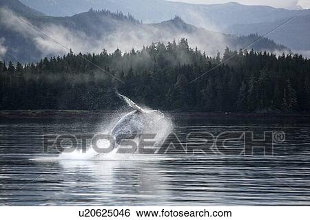 Stock Photograph - Humpback Whale (Megaptera novaeangliae) calf breaching in Hobart Bay, Southeast Alaska, USA. Pacific Ocean.. Fotosearch
