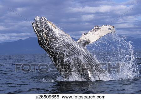 Stock Photograph - Humpback Whale (Megaptera novaeangliae) calf breaching, Chatham Strait, Southeast Alaska, USA.. Fotosearch