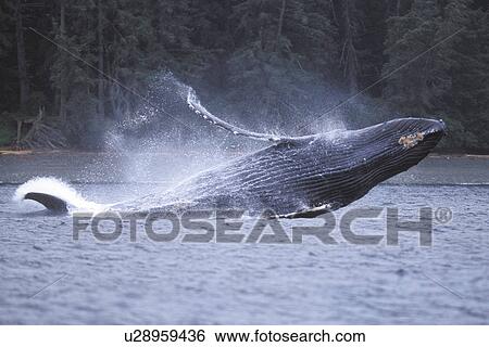 Stock Photograph - Humpback Whale (Megaptera novaeangliae) Adult breaching Chatham Strait, Southeast Alaska, USA. Pacific Ocean.. Fotosearch
