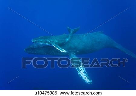 Stock Photography - Humpback whale (Megaptera novaeangliae) underwater in the AuAu Channel between the islands of Maui and Lanai, Hawaii, USA. Each year humpback whales return to these waters in the winter and spring to mate and give birth to their calves. In the summer and . Fotosearch