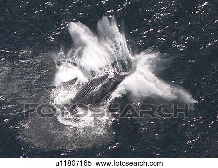 Stock Photography - Humpback Whale (Megaptera novaeangliae) breaching. Gulf of Maine, USA (rr). Fotosearch