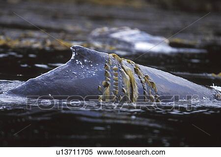 Humpback Whale (Megaptera novaeangliae) mother rubbing in kelp off Admiralty Island, Chatham Strait, Southeast Alaska, USA. Pacific Ocean. View Large Photo Image Stock Photography - Humpback Whale (Megaptera novaeangliae) mother rubbing in kelp off Admiralty Island, Chatham Strait, Southeast Alaska, USA. Pacific Ocean.. Fotosearch