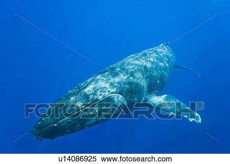 Stock Photography - Humpback whale (Megaptera novaeangliae) underwater in the AuAu Channel between the islands of Maui and Lanai, Hawaii, USA. Each year humpback whales return to these waters in the winter and spring to mate and give birth to their calves. In the summer and . Fotosearch