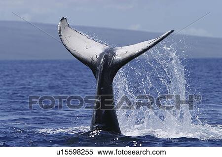 Stock Photography - Humpback Whale (Megaptera novaeangliae) Tail-lobbing Auau Channel, Maui, Hawaii, North America. Fotosearch