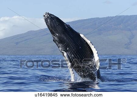 Stock Photography - Humpback whale (Megaptera novaeangliae) calf breaching in the AuAu Channel, Maui, Hawaii, USA. Pacific Ocean.. Fotosearch