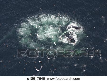 Humpback whale (Megaptera novaeangliae) bubble net feeding, taken from the air. Gulf of Maine, USA View Large Photo Image Stock Photography - Humpback whale (Megaptera novaeangliae) bubble net feeding, taken from the air. Gulf of Maine, USA. Fotosearch