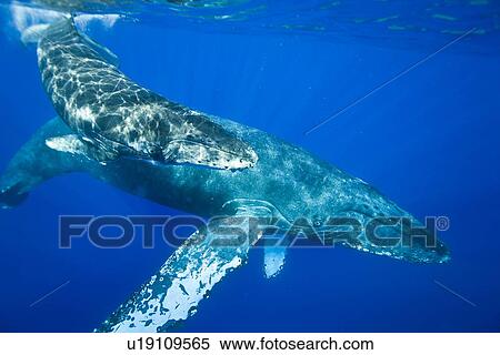 Stock Photography - Humpback whale (Megaptera novaeangliae) underwater in the AuAu Channel between the islands of Maui and Lanai, Hawaii, USA. Each year humpback whales return to these waters in the winter and spring to mate and give birth to their calves. In the summer and . Fotosearch
