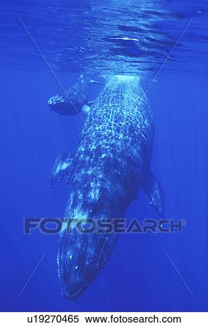 Stock Photography - Humpback Whale (Megaptera novaeangliae) Mother and calf underwater AuAu Channel off Maui, Hawaii, USA. Pacific Ocean.. Fotosearch