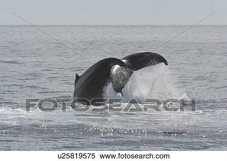 Stock Photography - Humpback Whale (Megaptera novaeangliae) lob-tailing, Gulf of California, Mexico.. Fotosearch