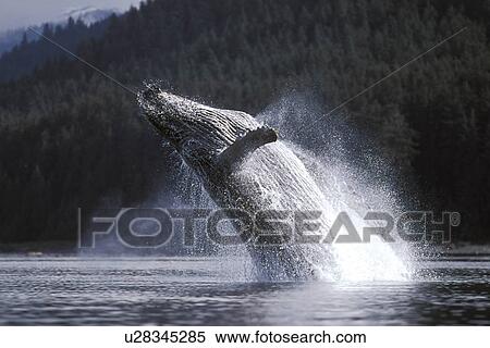 Humpback Whale (Megaptera novaeangliae) Adult breaching. Icy Strait, Southeast Alaska, USA. View Large Photo Image Stock Photography - Humpback Whale (Megaptera novaeangliae) Adult breaching. Icy Strait, Southeast Alaska, USA.. Fotosearch