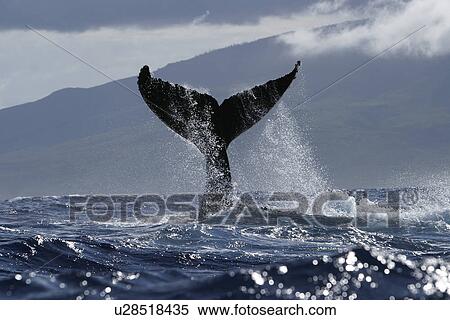 Stock Photography - Humpback Whale (Megaptera novaeangliae) Tail-lobbing, Auau Channel, Hawaii, North America. Fotosearch