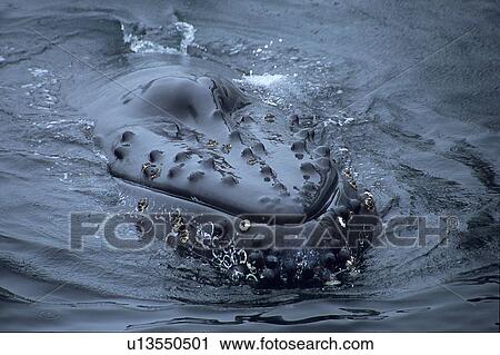 Stock Image - Humpback whale, (Megaptera novaeangliae), spy hopping, note barnacles, Monterey Bay, California, USA. Fotosearch