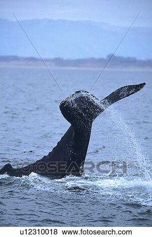 Humpback whale, (Megaptera novaeangliae), tail lob or tail slap, Monterey Bay, California, USA View Large Photo Image Stock Photo - Humpback whale, (Megaptera novaeangliae), tail lob or tail slap, Monterey Bay, California, USA. Fotosearch