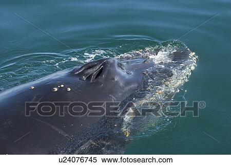 Stock Photography - Humpback whale (Megaptera novaeangliae). The blow holes of a humpback whale. Gulf of California.. Fotosearch