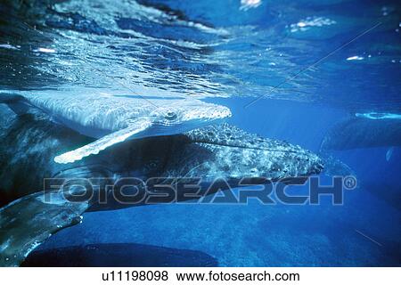 Humpback whale mother and calf off Halepalaoa Landing, Hawaii. View Large Photo Image Stock Photo - Humpback whale mother and calf off Halepalaoa Landing, Hawaii.. Fotosearch