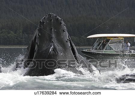 Picture - Humpback Whales (Megaptera novaeangliae) co-operatively bubble-net feeding near small whale watching boat in Stephens Passage, Southeast Alaska, USA. Pacific Ocean.. Fotosearch