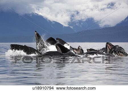 Picture - Humpback whales (Megaptera novaeangliae) co-operatively bubble-net feeding (note the baleen hanging from the upper jaws) Chatham Strait. Southeast Alaska, USA, Pacific coast. Fotosearch