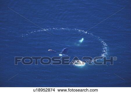 Picture - Humpback Whales (Megaptera novaeangliae) Aerial view of adults co-operatively bubble-net feeding. Chatham Strait, Southeast Alaska, USA. Pacific Ocean.. Fotosearch