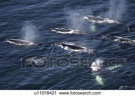 Stock Image - Humpback Whales (Megaptera novaeangliae) Aerial view of group feeding, surfacing off Whitestone Harbor in Southeast Alaska, USA. Pacific Ocean.. Fotosearch