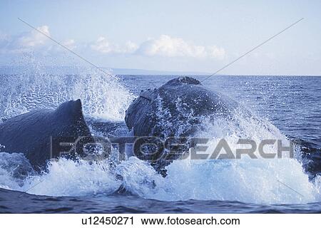 Stock Image - Humpback Whales (Megaptera novaeangliae) Competitive male surfacing and showing aggression. AuAu Channel, Maui, Hawaii.. Fotosearch