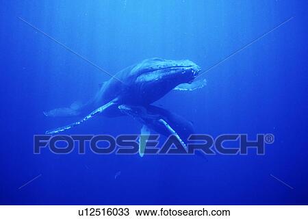 Humpback Whales (Megaptera novaeangliae) Mother and calf underwater in the AuAu Channel, Maui, Hawaii. View Large Photo Image Stock Image - Humpback Whales (Megaptera novaeangliae) Mother and calf underwater in the AuAu Channel, Maui, Hawaii.. Fotosearch