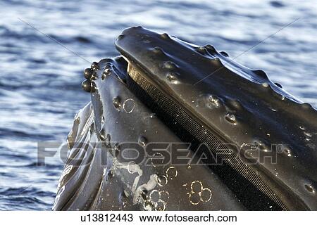 Stock Image - Humpback Whales (Megaptera novaeangliae) cooperatively bubble-net feeding in Chatham Strait (upper jaw and baleen detail) in Southeast Alaska, USA. Pacific Ocean.. Fotosearch