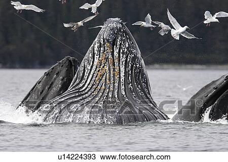 Stock Image - Humpback Whales (Megaptera novaeangliae) Adults cooperative bubble-net feeding in Iyoukeen Bay, Southeast Alaska, USA.. Fotosearch