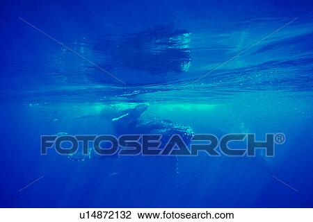 Stock Image - Humpback Whales (Megaptera novaeangliae) Curious mother/calf/escort approach boat underwater near Lanai, Hawaii, USA, Pacific Ocean.. Fotosearch