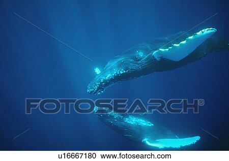 Stock Image - Humpback whales (Megaptera novaeangliae). Hawaii, USA.. Fotosearch